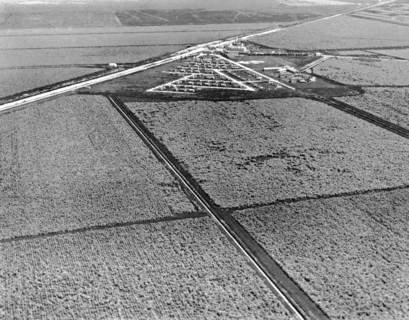 Sugar Cane In The Everglades