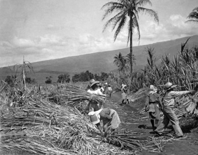 Workers Harvesting Sugar Cane