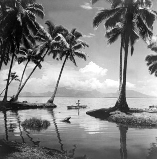 Hawaii Tropical Scene