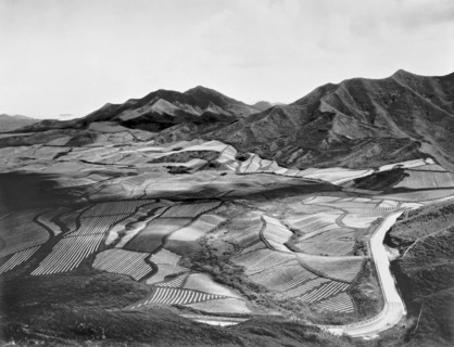 Hawaiian Pineapple Plantation