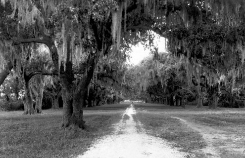 Pakenham's Oak Trees