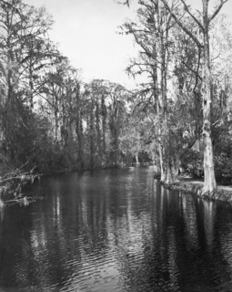 Louisiana Bayous