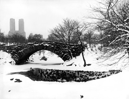 Central Park Duck Pond