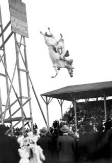 Amazing Horse Stunt Dive