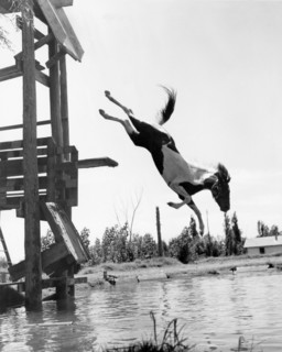 Texas Diving Horse