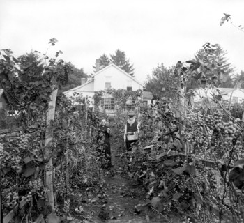United States:  c. 1890.
An elderly couple from the "Old Country" picking grapes in their vineyard