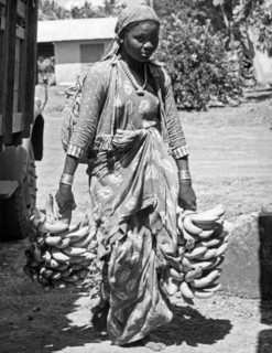 Banana Harvest