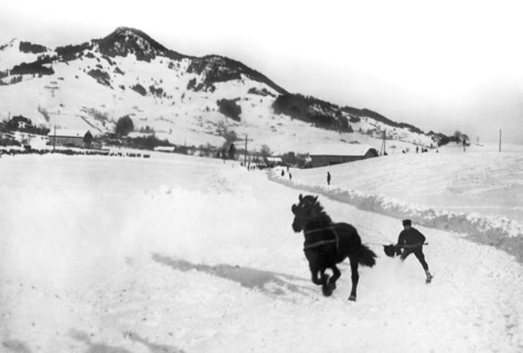 Skijoring In The Alps