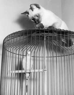 The Parakeet And The Cat