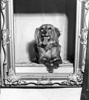 A Saluki at the Golden Gate Kennel Club Show