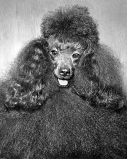 A Poodle And His Hairdo