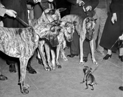 New York, New York:  1937.
A Miniature Pinscher does its best to look brave in front of four Great