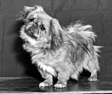 A Quizzical Pekingese
