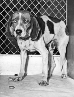 Dog Saved From Execution