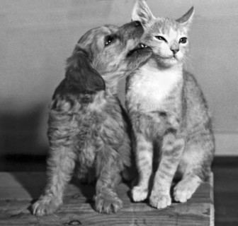 Puppy Nibbles On A Cat