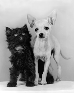 Chihuahua Has Kitten Sidekick