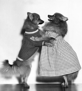 Teaching A Young Dog New Trick