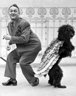 A Samba Stepping Black Poodle