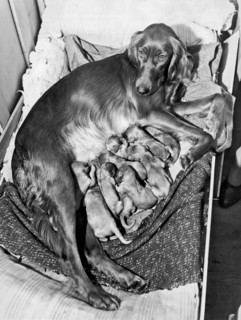Irish Setter With 12 Puppies