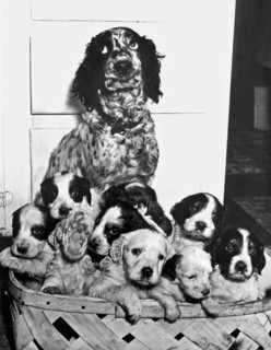United States:  1947.
"Freckles" rolls her eyes as she watches over her litter of 12 yelping
