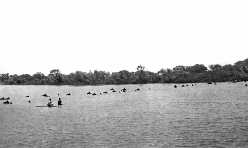Horses Across The Rio Grande