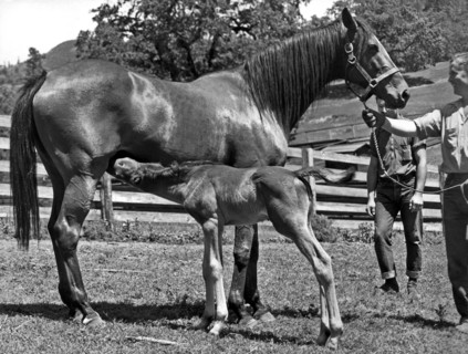 Young Foal Nursing