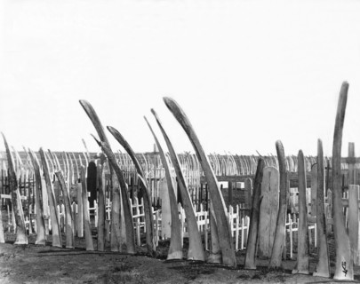 Cemetery Whale Bone Fence