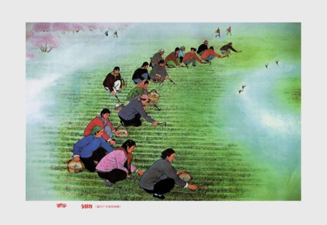 Spring Cultivation 1975