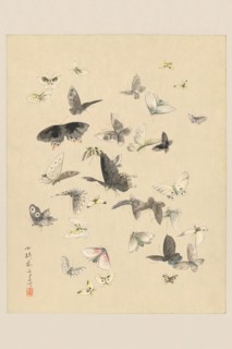 Butterflies 1850