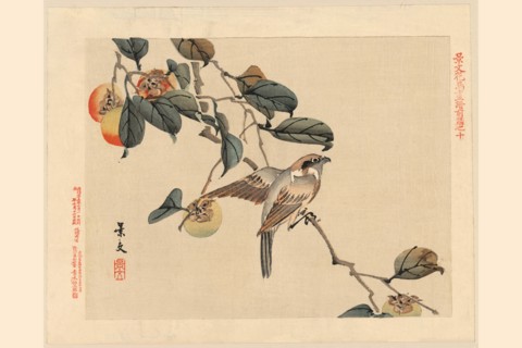 Hawk and Peaches 1850