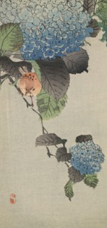 Small bird and hydrangea