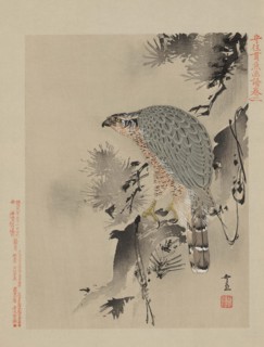 Hawk