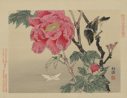 Bird watching a Butterfly
