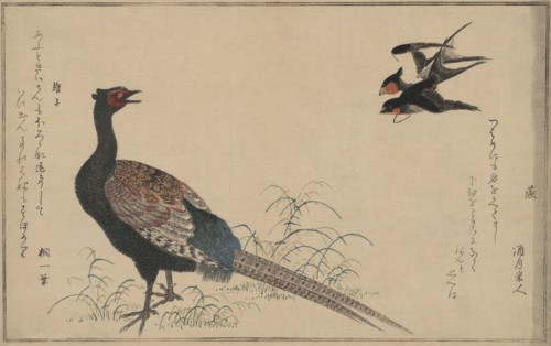 Pheasant