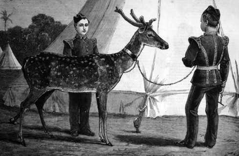 Pet deer of the prince of wales