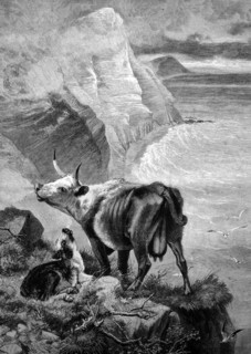 Cow and calf