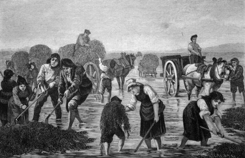 The harvesting of seaweed