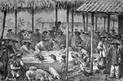Cock fight in south america