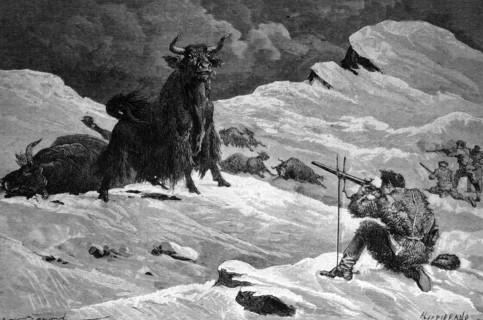 Hunting for wild yaks