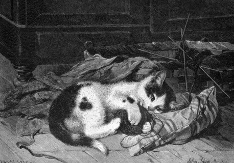 Sleeping cat