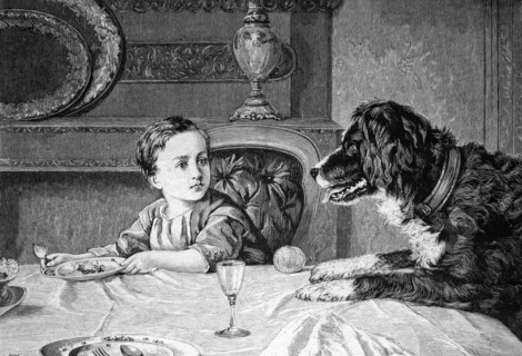 Dog begging at the table