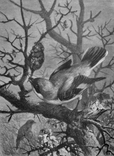 Shrikes