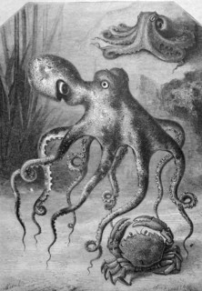 Octopuses and a crab