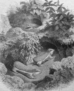 Pink fairy armadillo