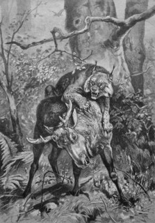 Lynx attacking a young moose,