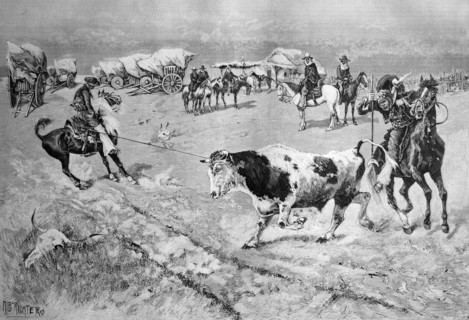 Capturing a bull