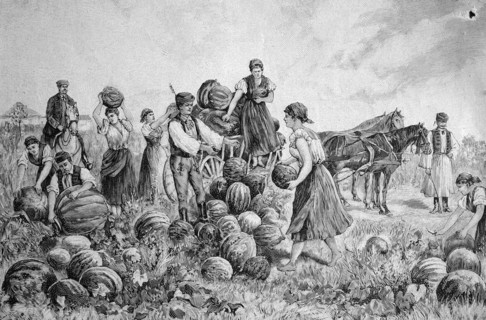 Pumpkin harvest