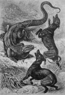 Cyclura iguana fighting