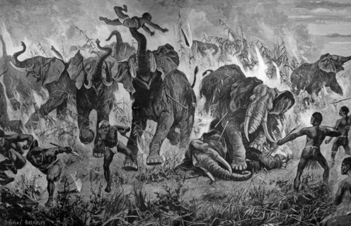 Herd of elephants