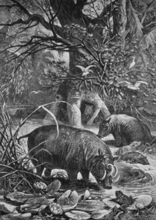 Babirusas, babyrousa